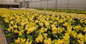 Ý nghĩa lan hồ điệp