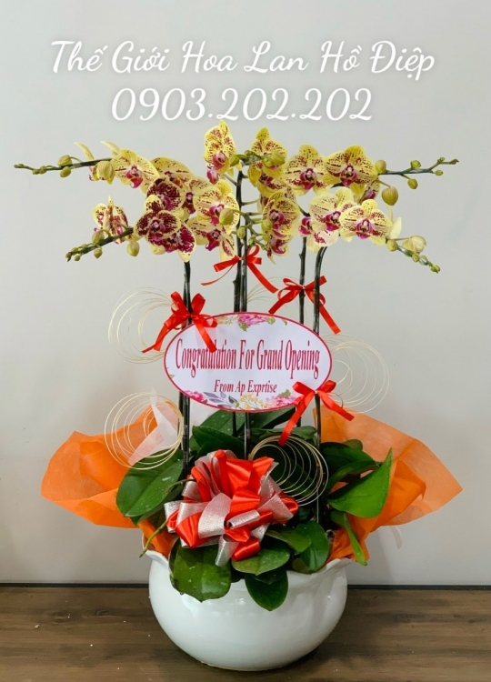 Lan hồ điệp vàng chấm 6 cành