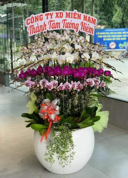 Lan hồ điệp 4 màu 45 cành