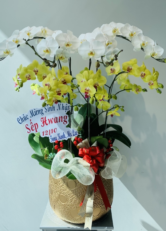 Trắng Vàng Sang Trọng-8 Cây