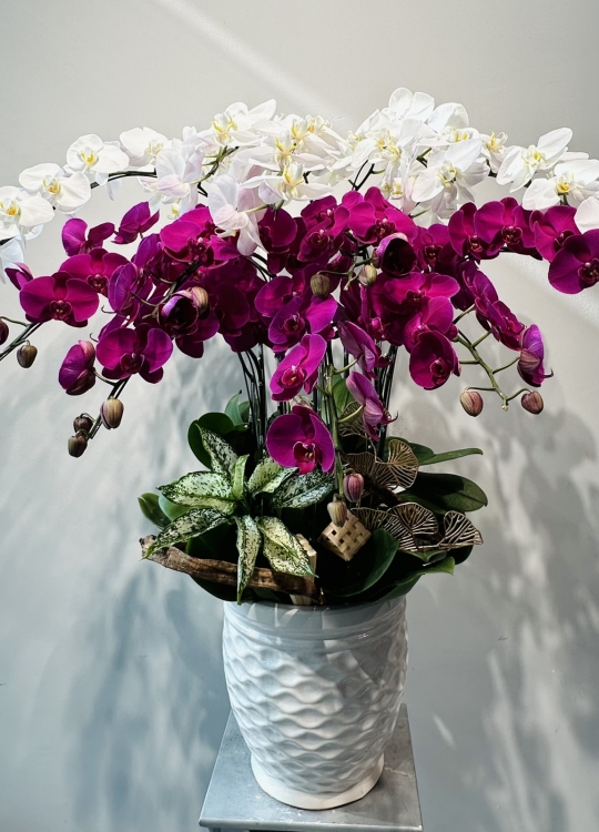 Trắng Tím Mộng Mơ-12 Cành