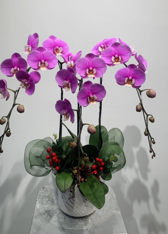 LHĐ Tết024 3 Cây