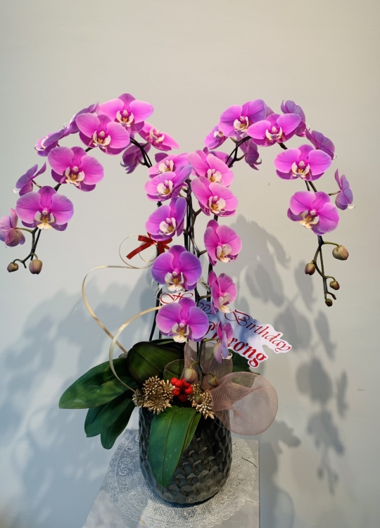 LHĐ Tết020 3 Cây