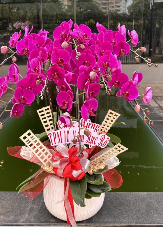 Tím Hồng Phát- 8 Cây