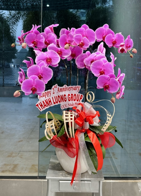 Khai Trương Hồng Phát-5 Cây