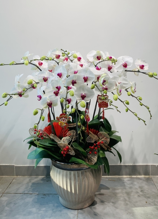 Trắng Nhụy Tím - 13 Cây