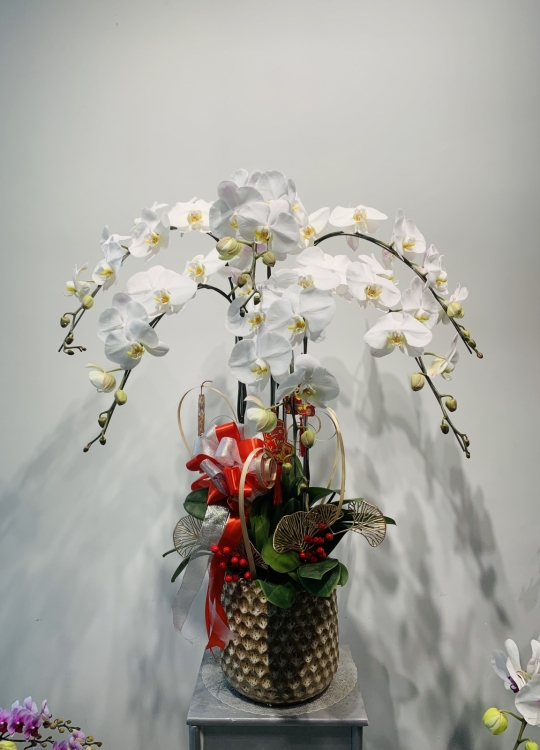 Sắc Trắng - 6 Cây