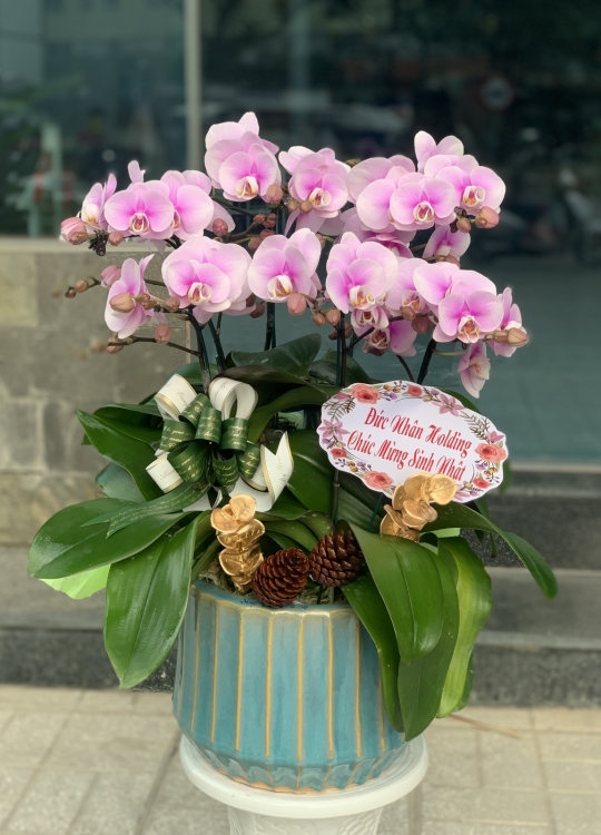 Hồng Lưu Luyến -6 Cây 