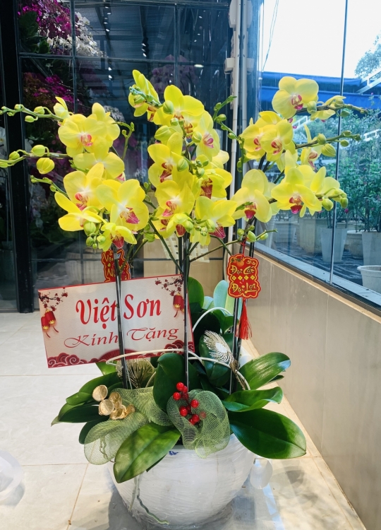 Hoa Vàng Tri Ân - 8 Cây 