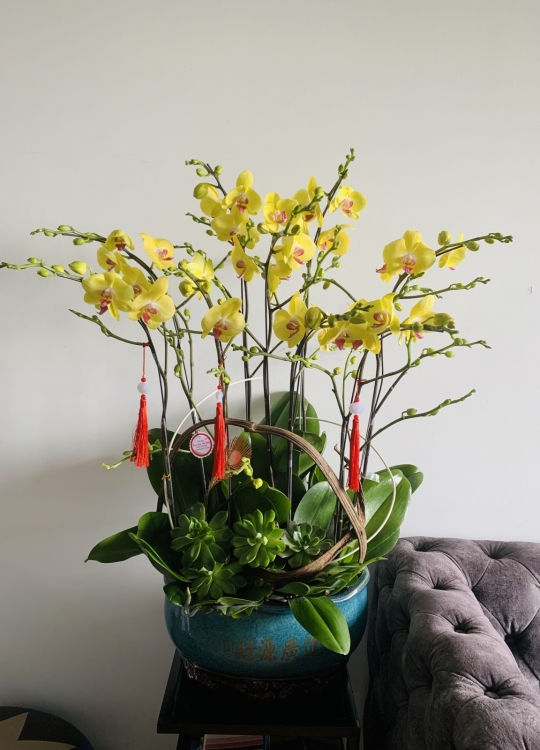 Sắc Vàng Yêu Thương - 10 Cây