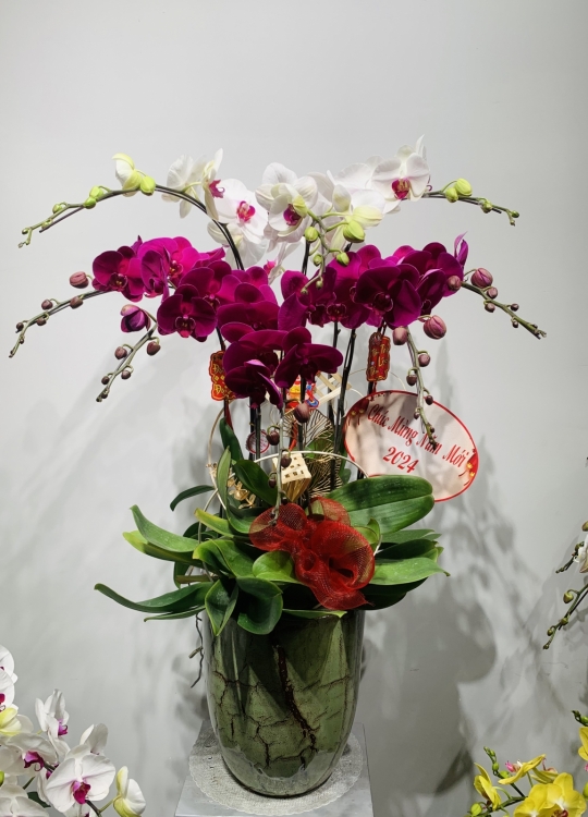 Xuân Phú Quý - 8 Cây