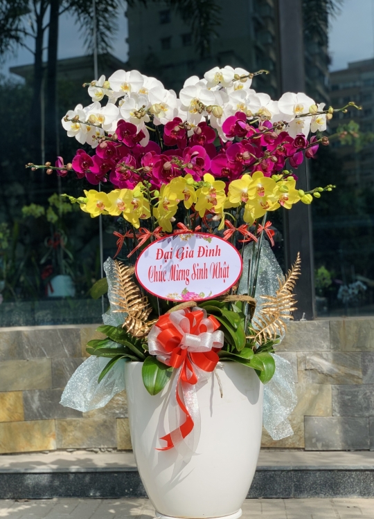 Hoa Tam Sắc  - 20 Cây