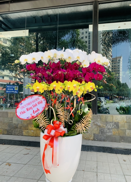 Hoa Đa Sắc - 20 Cây