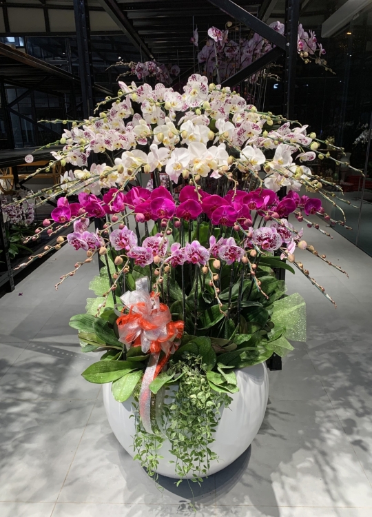 Xuân Tài Lộc- 45 Cây