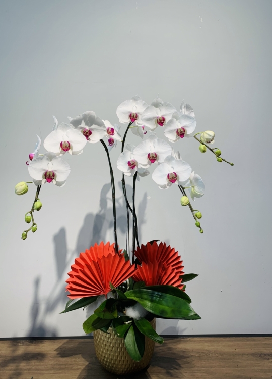 LHĐ Tết029 3 Cây