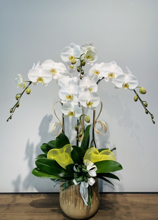 LHĐ Tết027 4 Cây