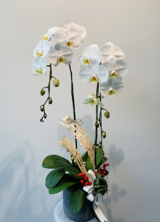 LHĐ Tết031 2 Cây