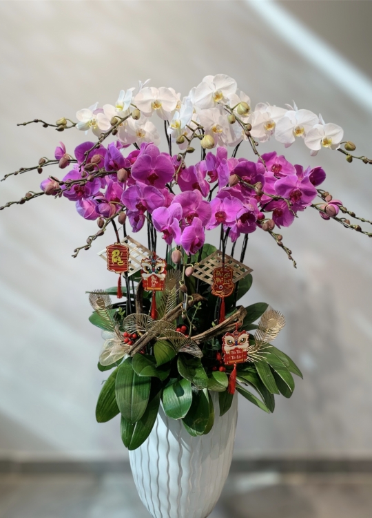 Hoa Nhị Sắc- 15 Cây