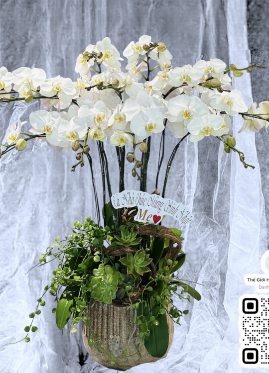 Trắng Thuần Khiết- 12 Cây