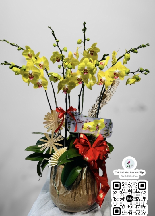 Nắng Vàng- 8 Cây