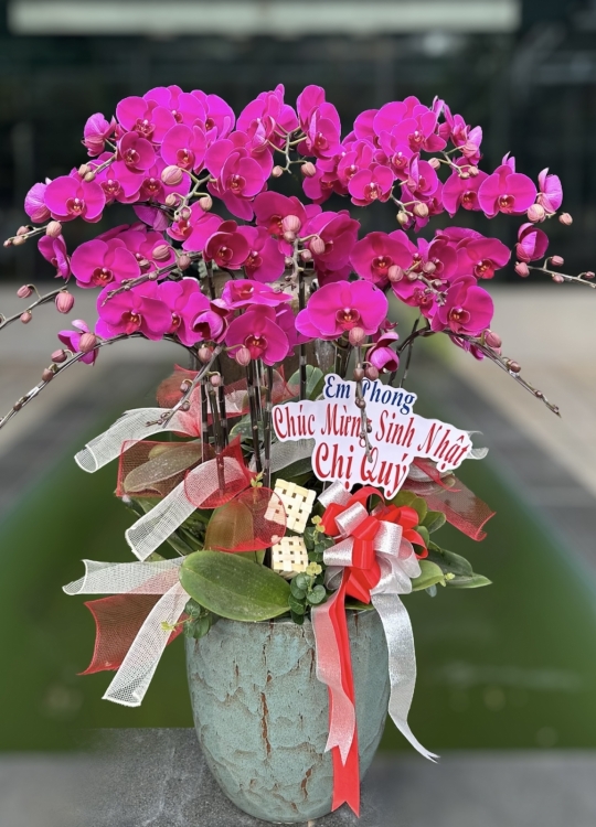 Tím Rực Rỡ- 16 cây