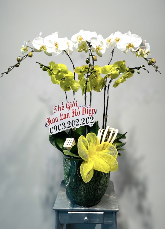 Hoa Trắng vàng - 6 Cây