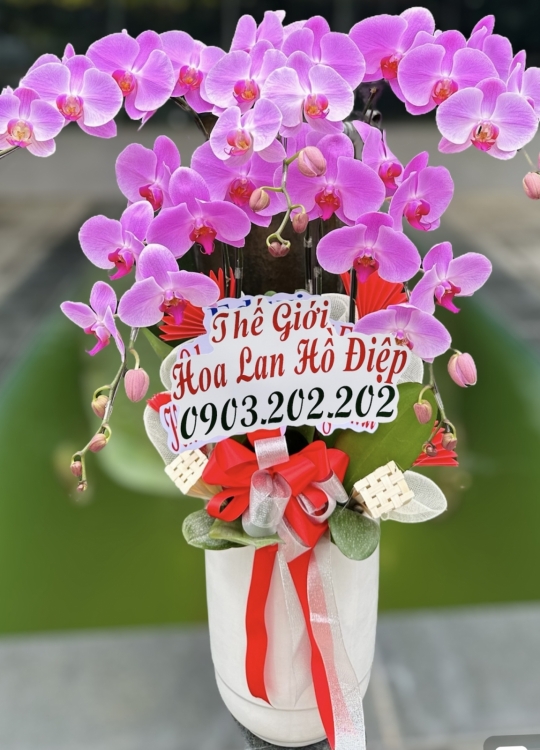 Màu Hoa Trái Tim- 5 Cây