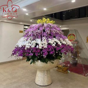 Hoa Lan Hồ Điệp KQKT150